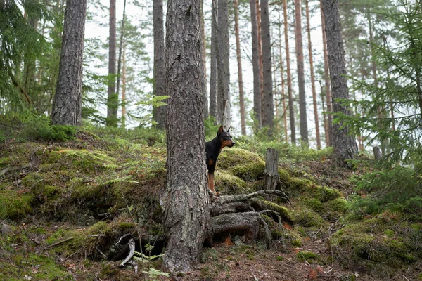 stock image dog in a pine forest. German pinscher in nature. Walking with a pet, hiking in the woods 