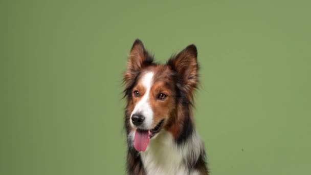 Смішний Собака Зеленому Тлі Щаслива Прикордонна Коллі Студії Грає Махаючи — стокове відео
