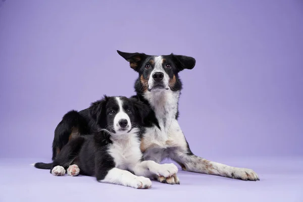 Cachorro Divertido Perro Adulto Sobre Fondo Púrpura Frontera Collie Perro — Foto de Stock