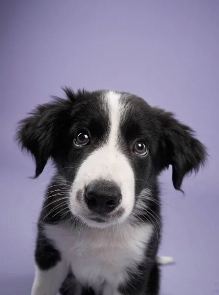Funny Puppy Purple Background Border Collie Dog Funny Muzzle Emotion — Stock Photo, Image