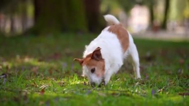 Köpek şişlikle oynuyor. Aktif Jack Russell Terrier çimlerin üzerinde, parkta. Evcil bir hayvanla yürüyorum