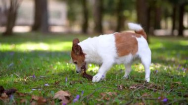 Köpek şişlikle oynuyor. Aktif Jack Russell Terrier çimlerin üzerinde, parkta. Evcil bir hayvanla yürüyorum