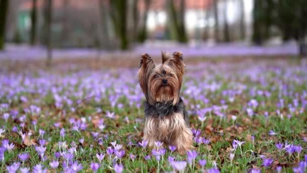 クロッカスの花の犬 自然の中でペット屋外 ヨークシャーテリア草の中に座って — ストック動画