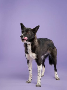 Güzel bir siyah beyaz köpek leylak arkaplanının portresi. Türlerin karışımı. Mutlu Pet stüdyoda