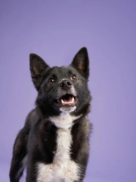 Güzel Bir Siyah Beyaz Köpek Leylak Arkaplanının Portresi Türlerin Karışımı — Stok fotoğraf