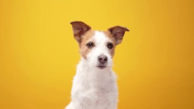 Sarı arka planda sevimli küçük bir köpek. Jack Russell Terrier poz veriyor, mutlu hayvan
