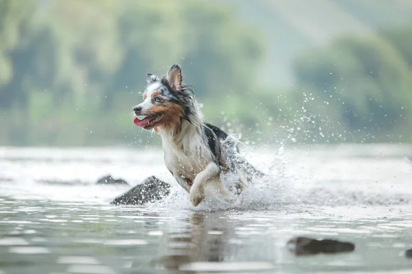 犬は水の上を走る 湖の上にオーストラリアの羊飼いマーブルド — ストック写真