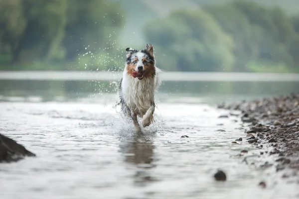 Pes Běží Vodě Mramorovaný Australský Ovčák Jezeře — Stock fotografie