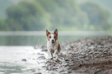 Köpek suyun üstüne atlıyor. Gölde mutlu ve aktif Jack Russell Terrier var. Açık havada evcil hayvan etkinliği