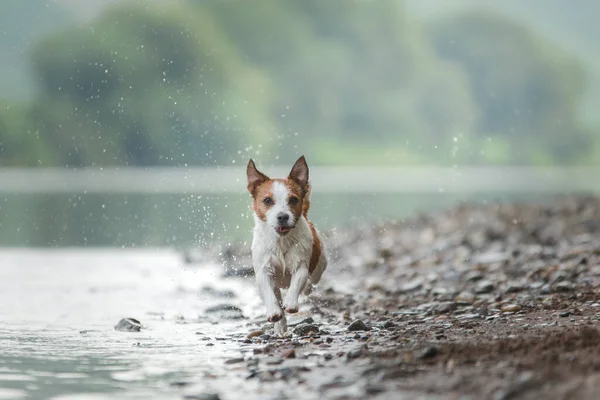 Hunden Hoppar Vattnet Glad Och Aktiv Jack Russell Terrier Sjön — Stockfoto