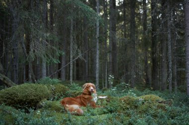 Ormandaki kırmızı köpek. Doğada Nova Scotia ördek av köpeği. Yosun yakınında güzel bir gişe.