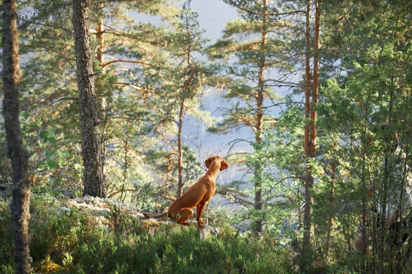 匈牙利维兹拉日落时在森林里狗的本性 在树林里和宠物一起远足 — 图库照片