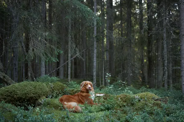 Červený Pes Lese Nova Scotia Kachní Retrívr Přírodě Krásný Toller — Stock fotografie