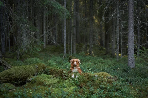 森の中の赤い犬 ノバスコシアダックは自然の中で取得します 苔の近くの美しい通行料 — ストック写真