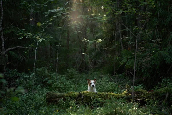 Σκυλί Στο Δάσος Βρύα Περπατώντας Ένα Κατοικίδιο Jack Russell Terrier — Φωτογραφία Αρχείου