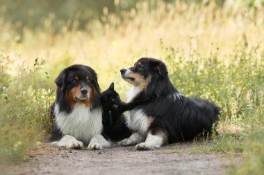 Köpekler ve siyah bir kedi bir kütüğün üzerinde uzanıp iletişim kurarlar. Doğada üç renkli Avustralya çoban köpeği. Mutlu hayvanlar.