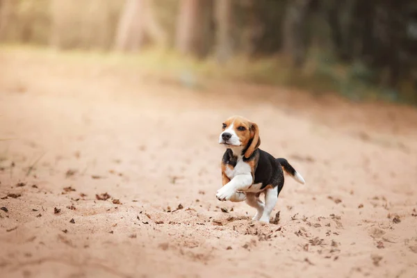 ビーグルの子犬だ 海岸を走る犬 休暇のロマンス ペットとの冒険 — ストック写真