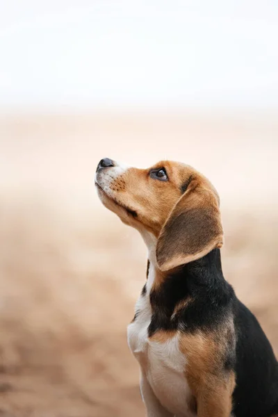 Beagle Valp Naturen Hundporträtt Semester Romantik Äventyr Med Husdjur — Stockfoto
