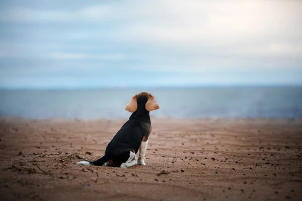 Cucciolo Beagle Natura Cane Seduto Voltato Spalle Sulla Spiaggia Vacanza — Foto Stock