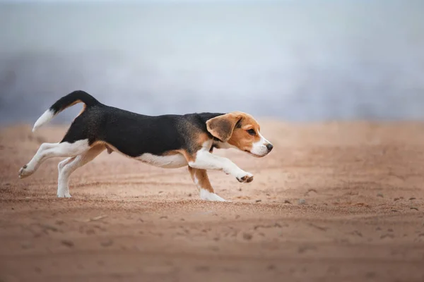 Beagle Cachorro Naturaleza Perro Corriendo Playa Romance Vacaciones Aventura Con — Foto de Stock
