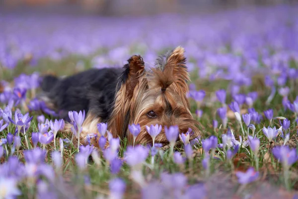 在番红花中的狗 在野外放养宠物 春天约克郡泰瑞埃坐在草地上 — 图库照片