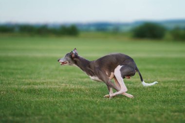 Tazı köpeği çimlerde koşar. Whippet çimlerde oynuyor. Aktif evcil hayvan.