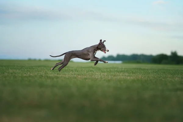 Собака Борзая Бегает Лужайке Уиппет Играет Траве Активное Животное Открытом — стоковое фото