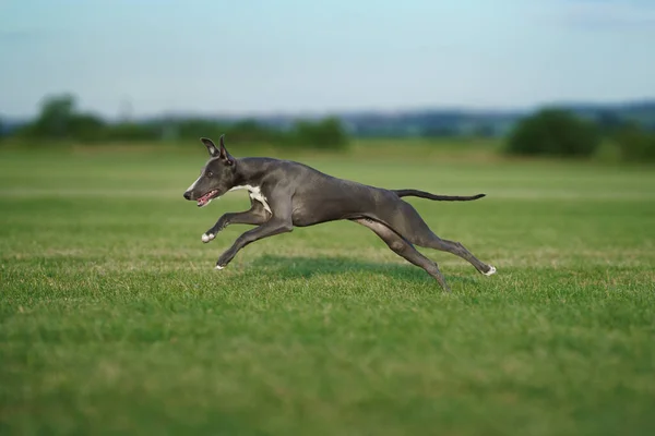 Pies Gończy Biegnie Trawniku Whippet Gra Trawie Aktywny Zwierzak Zewnątrz — Zdjęcie stockowe