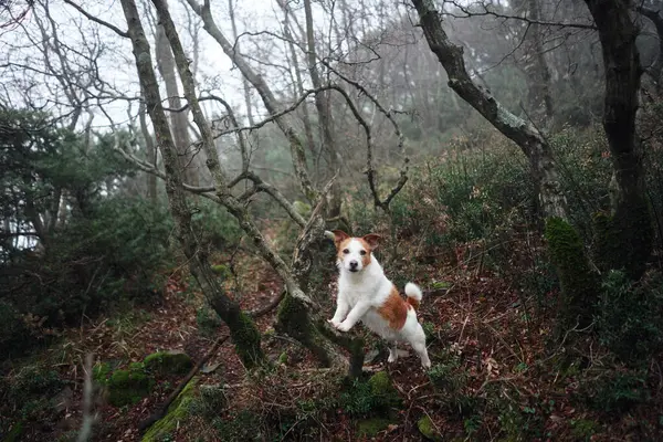 Den Lilla Hunden Satte Tassarna Trädet Jack Russell Terrier Dimmig — Stockfoto