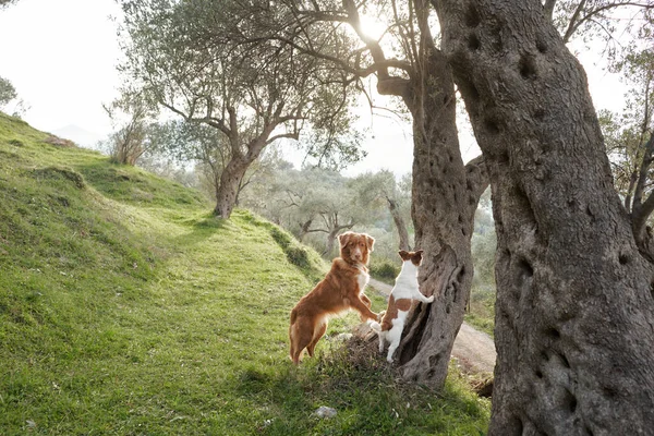 Twee Honden Bij Olijfboom Jack Russell Terrier Nova Scotia Retriever — Stockfoto