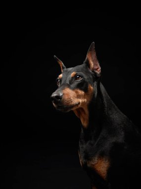 Siyah arka planda standart bir pinscher. Stüdyoda bir köpeğin portresi. Güzel hayvan.