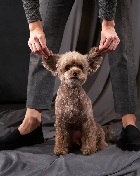 Cute dog with ears. Toy poodle of chocolate color on a gray background. Very fluffy and funny pet