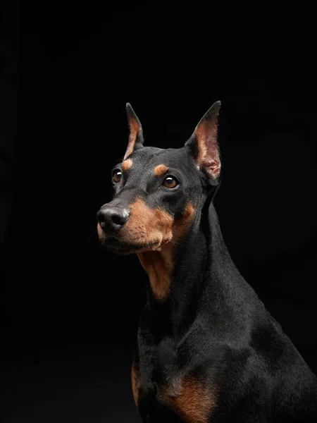 Standard Pinscher Svart Bakgrund Porträtt Hund Studion Vackert Husdjur — Stockfoto