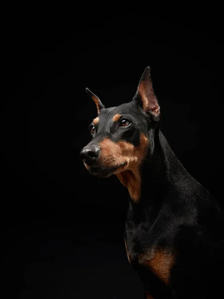 Standardowy Pinscher Czarnym Tle Portret Psa Studio Piękny Zwierzak — Zdjęcie stockowe