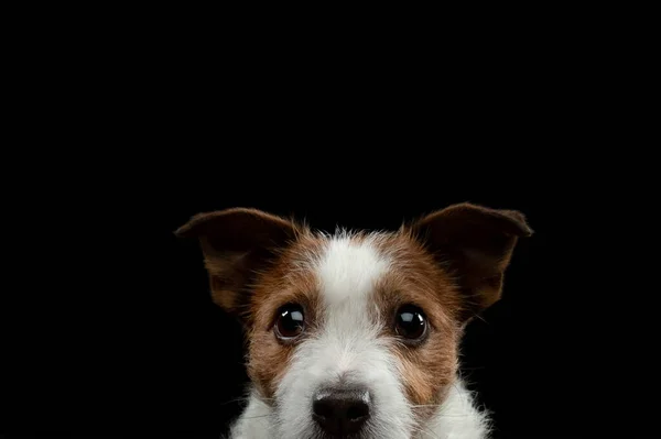 Ein Rot Weißer Hund Blickt Die Kamera Charmanter Jack Russell — Stockfoto