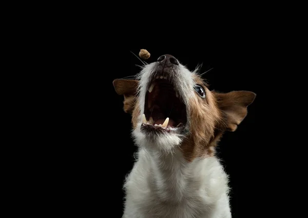 Червоно Білий Собака Дивиться Камеру Чарівний Джек Російський Тер Чорному — стокове фото