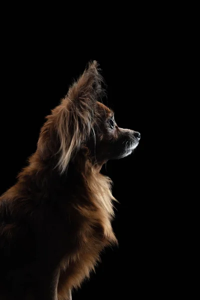Portret Długowłosego Terrier Zabawki Profilu Pies Czarnym Tle Sylwetka — Zdjęcie stockowe