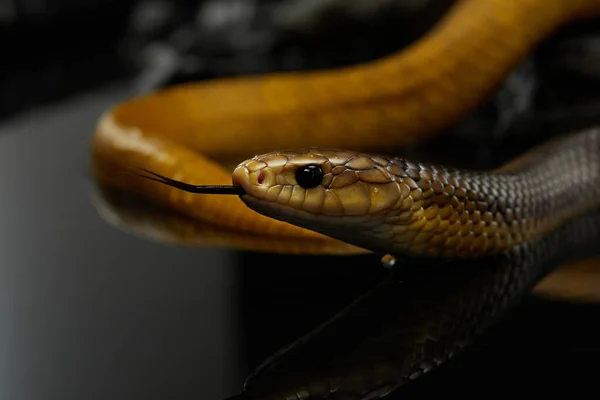 Gelbes Drymarchon Auf Schwarzem Hintergrund Der Kameen Nebel Schlangenkunst — Stockfoto