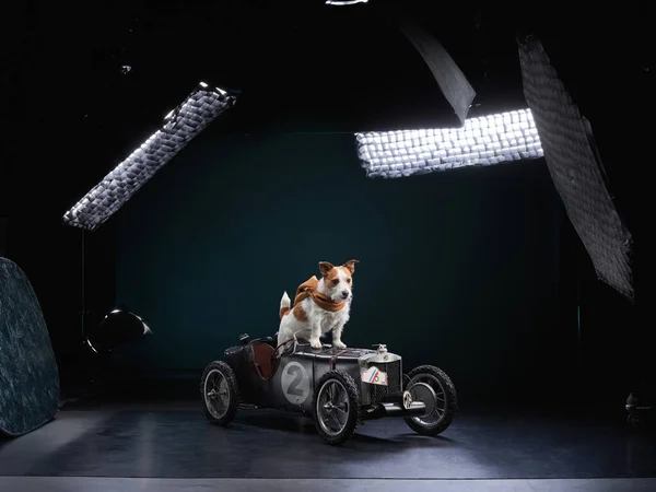 Собака Стоит Игрушечной Машине Забавные Прогулки Джек Рассел Терьер Шарфе — стоковое фото