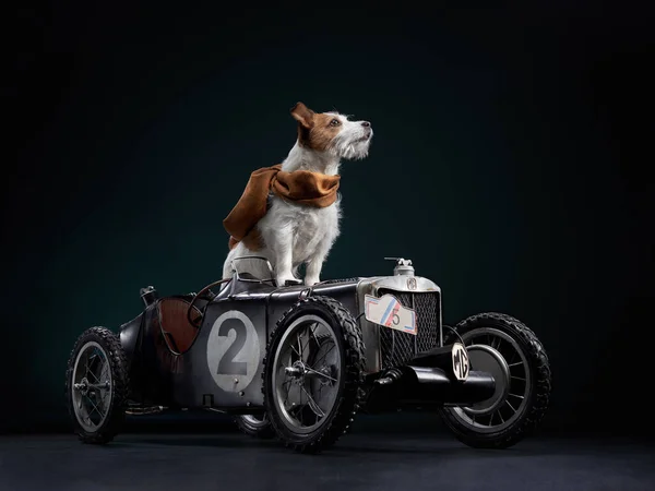 Der Hund Steht Auf Einem Spielzeugauto Lustige Haustierfahrten Jack Russell — Stockfoto