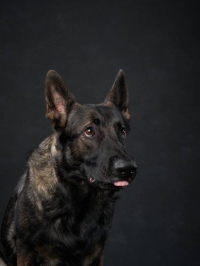 Siyah arka planda bir köpek. Doğu Avrupa Çoban Köpeğinin Portresi. Stüdyoda evcil hayvan