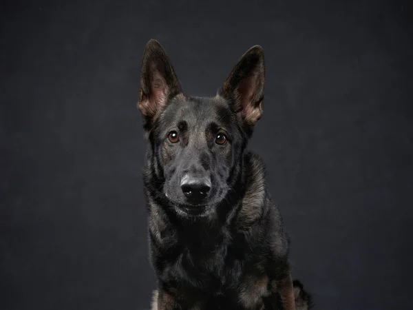 Hund Auf Schwarzem Hintergrund Porträt Eines Osteuropäischen Schäferhundes Haustier Studio — Stockfoto