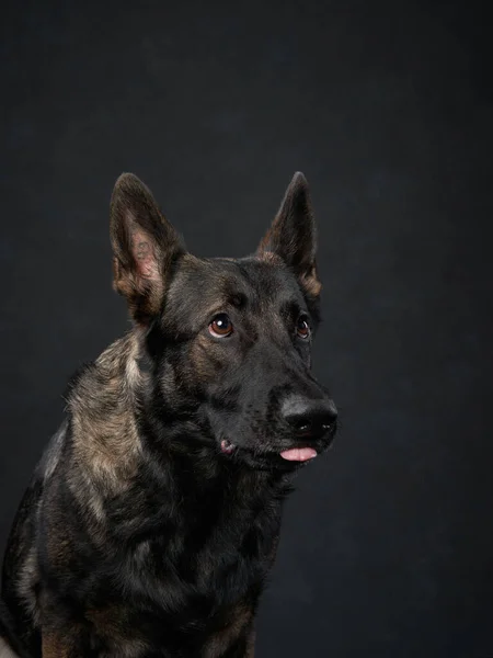 黒の背景に犬 東ヨーロッパの羊飼いの犬の肖像画 スタジオのペット — ストック写真
