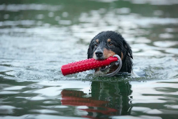 Cão Nada Água Com Brinquedo Buscar Pastor Australiano Lago Natureza — Fotografia de Stock