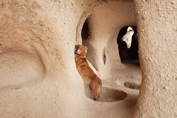 stock image Red dog in cappadocia against the backdrop of the sandy mountains. Nova Scotia Duck Tolling Retriever at sunrise