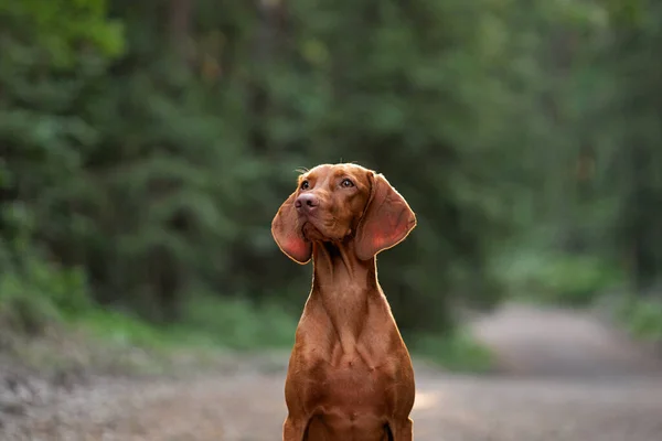 Porträt Eines Hundes Auf Grünem Hintergrund Freien Schöne Ungarische Vizsla — Stockfoto