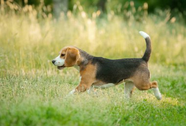 Neşeli köpek yavrusu çimlerin üzerinde koşuyor, Field. Yazın doğadaki küçük av köpeği.
