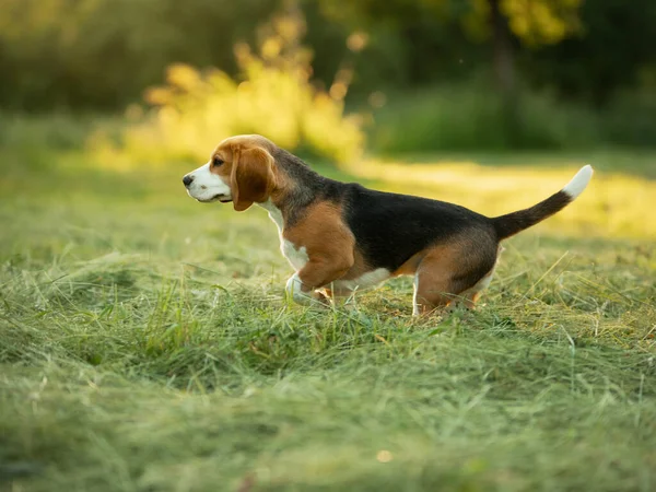 강아지 풀밭에서 달리고 여름의 자연의 — 스톡 사진