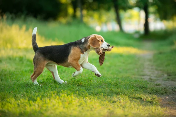 快乐的小狗在草地上奔跑 夏天大自然中的小猎犬 — 图库照片