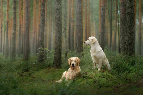 Dos Perros Bosque Verde Linda Pareja Mascotas Golden Retriever Naturaleza —  Fotos de Stock